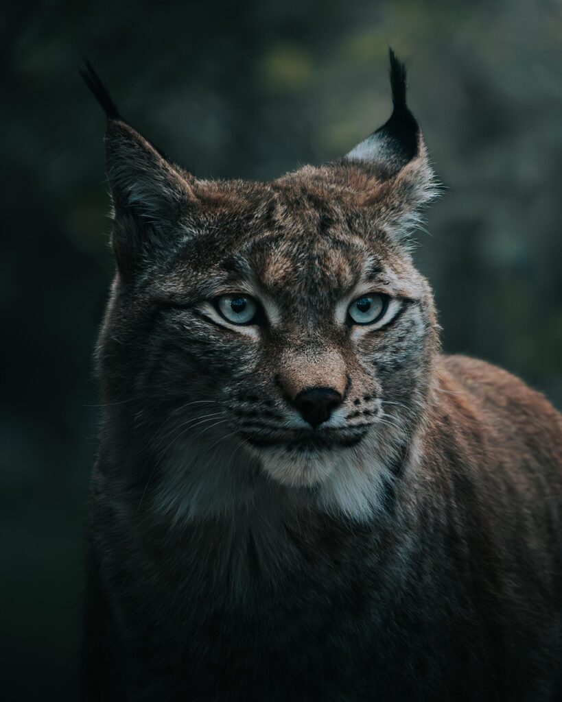 lynx, wildcat, nature, animal, nature photography, animal photography, wildlife, winter, forest, close up