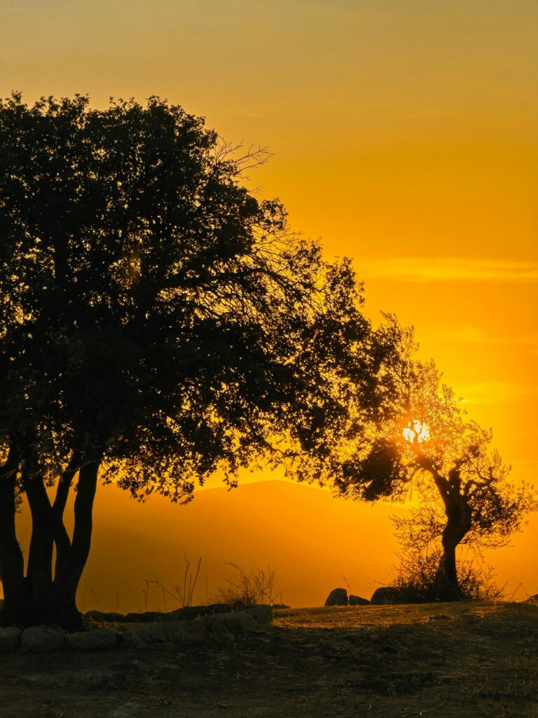 Sunset light streams through trees, casting silhouettes and a warm golden glow.